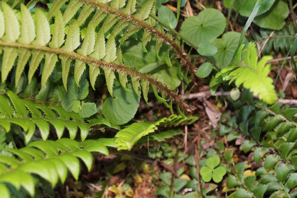 Polystichum lonchitis / Felce lonchite